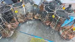 [통영] (문어)1900g1400g1330g1200g K급 퍼담고~고고써…