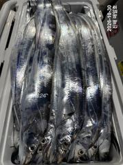 [진해] [준내만갈치]11분이서 3지4지로 만만쿨~!!씨알대박입니다!! …